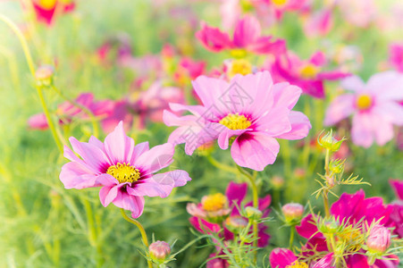 粉红的宇宙花朵菊花在背景图片