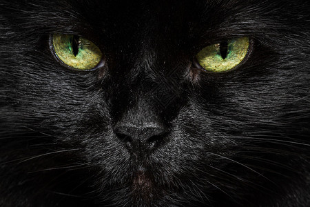 一只长毛黑猫的紧闭脸朝图片