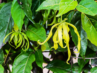YlangYlangi花朵或树枝上的Cananga图片