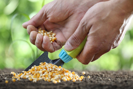 种子概念手与工具土壤上图片