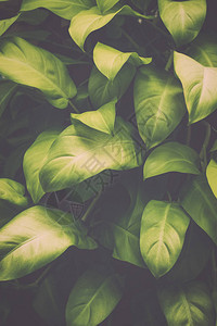 绿色树叶热带植物背景图片