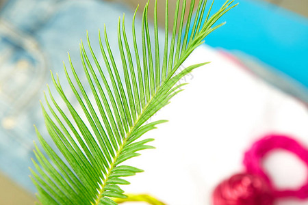 夏季热带绿色棕榈叶背景极简主义的概念平躺背景图片