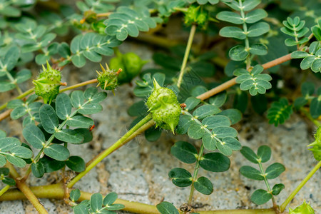 刺蒺藜图片