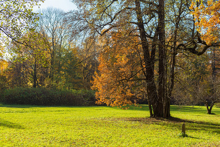 在阳光明媚的秋天公园里图片