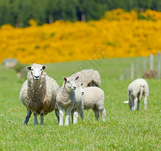 新西兰田野牧羊的图片