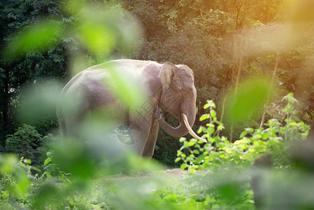 雄亚洲象站在灌木丛后面带着耀斑灯图片