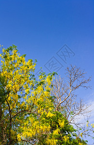黄花树有枯树的黄花图片