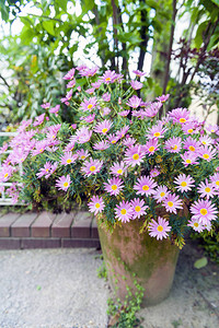 紫菀花盆植物园开花季节的粉红色花朵图片