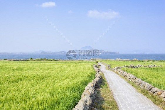 韩国济州岛Gapado岛绿大麦田景中图片