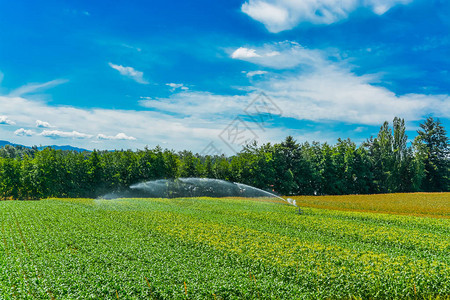 农民从地面种植玉米农田有山和蓝天背景加拿大不列背景图片
