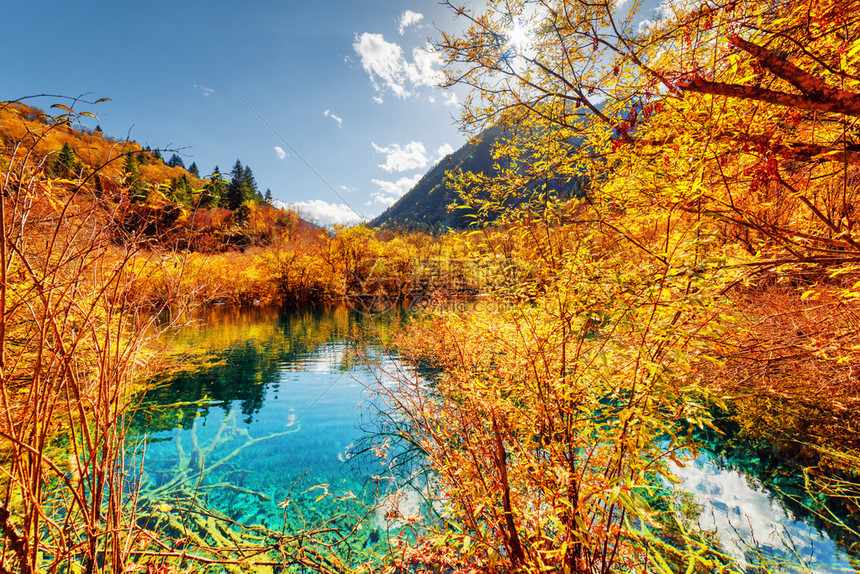 九寨沟自然保护区日则谷色彩缤纷的秋季树林中湛蓝水晶的风景秀丽的池塘秋天的森林倒映在水中阳图片