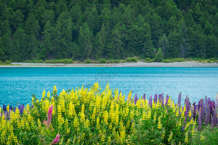 新西兰Tekapo湖和Lupin背景图片