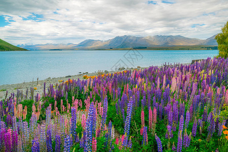 新西兰Tekapo湖和Lupin图片