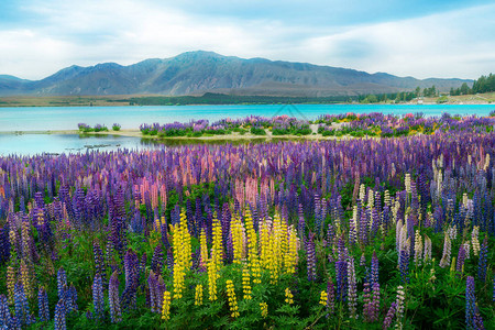 新西兰Tekapo湖和Lupin图片