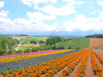 日本北海道美瑛山上美丽的花田图片