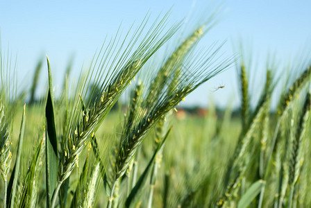 绿色春粮黄麦穗在田间的特写图片
