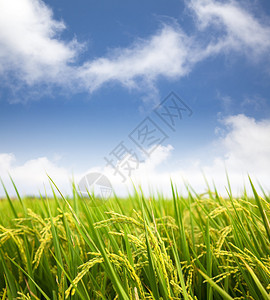 有云彩背景的稻田图片