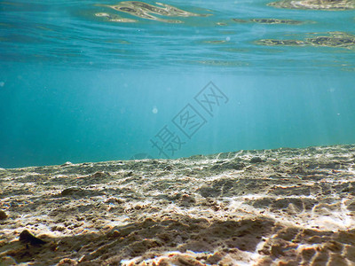 水下淡水植物河流图片