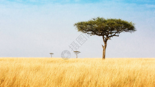三棵阿卡西亚树通向遥远的距离在宽阔的露天田野里位于肯尼图片