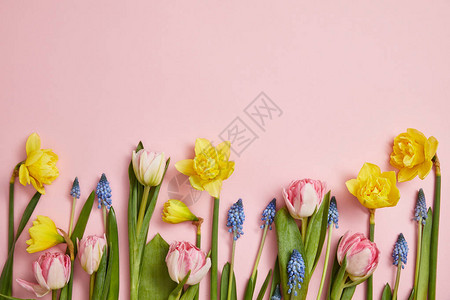 粉红的鲜粉红色郁金香花青春和背景图片