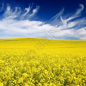 拉脱维亚的黄色油菜田图片