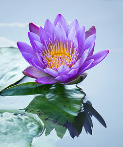 蓝莲花插画图片