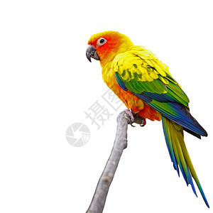 美丽多彩的鹦鹉太阳卷尾金黄色羽毛和橙色红面片和脸部图片