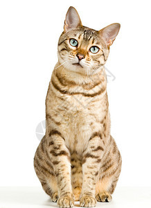 孟加拉猫身着浅棕色和奶油色图片