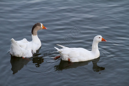 两只白鸭在池塘游背景图片