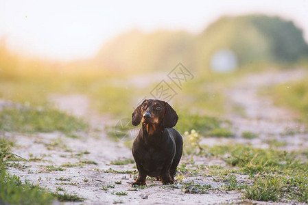 可爱的黑色dachsh图片