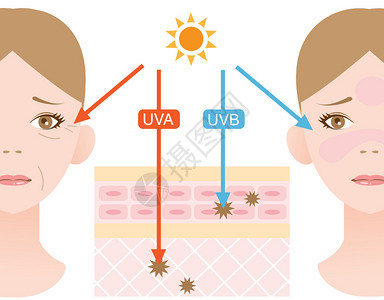 信息图表皮肤插图UVA和UVB射线穿透之间的区别背景图片
