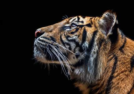 老虎是猫科动物中最大的物种图片