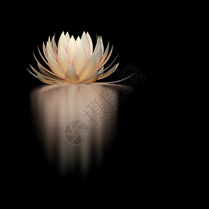 黑色花背景图片 黑色花背景素材 黑色花背景高清图片 摄图网图片下载