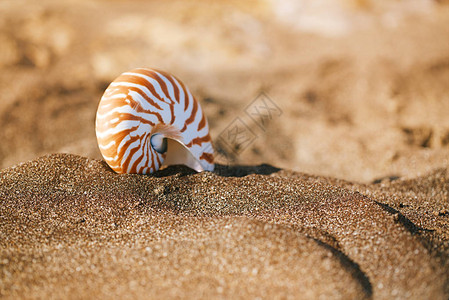 怀特岛黑沙滩上的鹦鹉螺pompilius贝壳图片