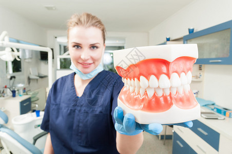 女牙医在办公室微笑并持有下巴牙齿模型图片