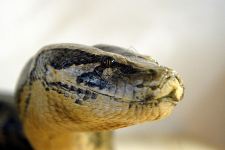 一个美丽的巨蛇头背景图片