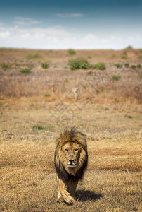 非洲热带草原景观野生狮子野生动物图片