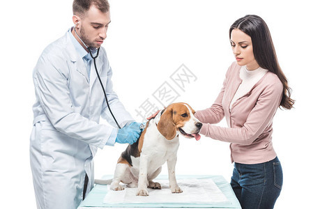 年轻女子与小猎犬和兽医用听诊器检查它在白图片