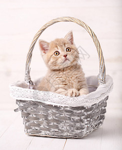 一只黄色眼睛坐在篮子里的苏格兰直猫图片
