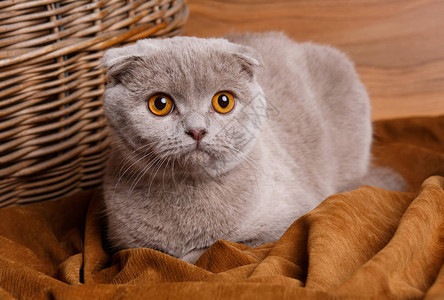 美丽的灰猫黄色的眼睛苏格兰用图片