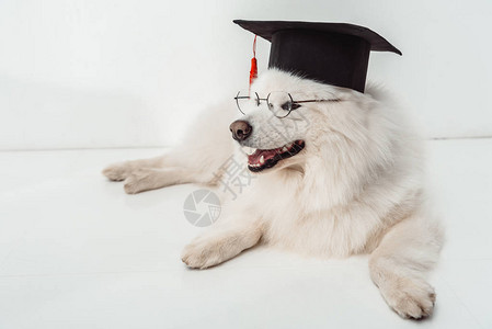 穿着平方学术帽子的毛皮小狗和躺在图片
