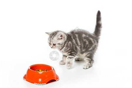小可爱小猫咪看着塑料碗带着孤立在图片