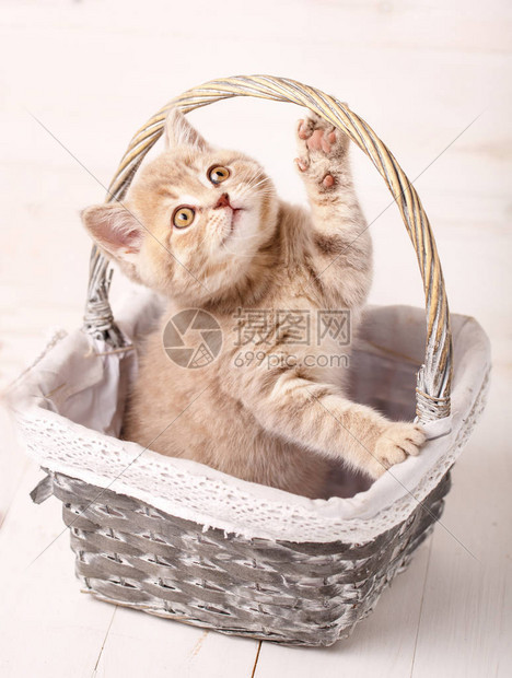 红苏格兰小猫坐在篮子里玩耍精图片