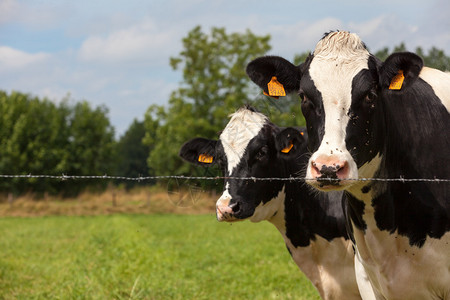 奶牛可以在奶农拥有管理照顾和收集牛奶的牛场的牛群中找到图片