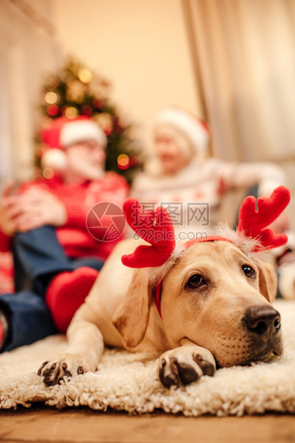 带圣诞驯鹿角的可爱拉布多人猎犬老年图片