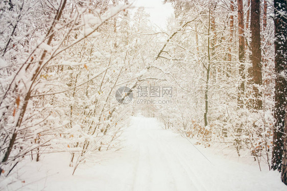 美丽的白雪皑的冬季森林的色调图片图片