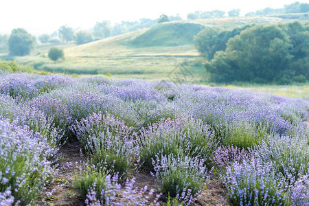美丽的紫色熏衣草地背景图片