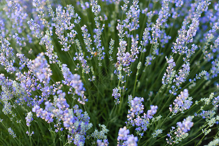 田野里美丽的紫色薰衣草花图片