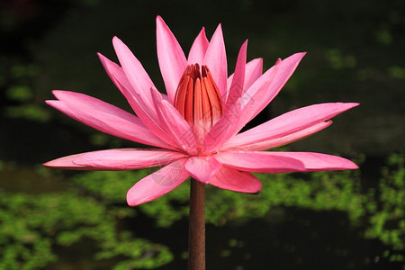 荷花莲花粉红色图片