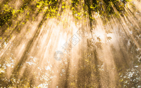 阳光透过树木照亮的春雨图片
